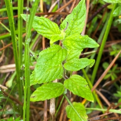 Mentha laxiflora (Forest Mint) at Tharwa, ACT - 31 Dec 2023 by Tapirlord