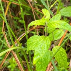 Mentha laxiflora at Namadgi National Park - 1 Jan 2024 10:59 AM