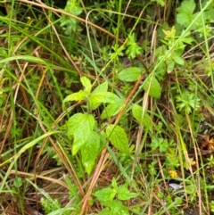 Mentha laxiflora at Namadgi National Park - 1 Jan 2024 10:59 AM