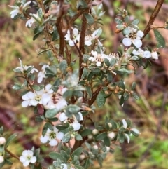 Leptospermum myrtifolium (Myrtle Teatree) at Namadgi National Park - 31 Dec 2023 by Tapirlord