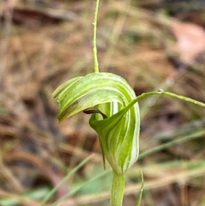 Diplodium decurvum at Namadgi National Park - suppressed