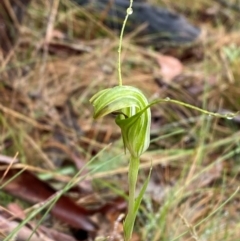 Diplodium decurvum at Namadgi National Park - suppressed