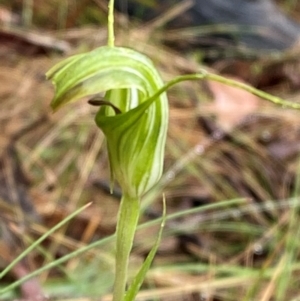 Diplodium decurvum at Namadgi National Park - suppressed