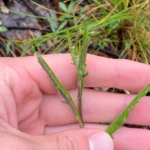 Senecio prenanthoides at Gibraltar Pines - 1 Jan 2024