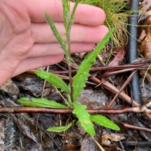 Senecio prenanthoides at Gibraltar Pines - 1 Jan 2024