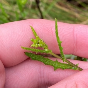 Senecio hispidulus at Gibraltar Pines - 1 Jan 2024