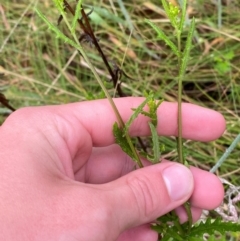 Senecio hispidulus at Gibraltar Pines - 1 Jan 2024