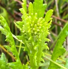 Senecio distalilobatus (Distal-lobe Fireweed) at Gibraltar Pines - 1 Jan 2024 by Tapirlord