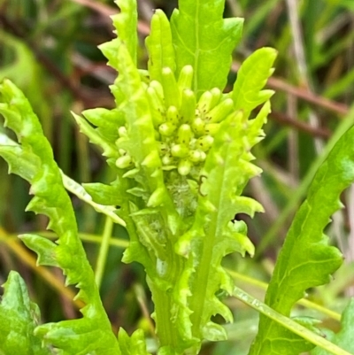 Senecio distalilobatus (Distal-lobe Fireweed) at Gibraltar Pines - 31 Dec 2023 by Tapirlord