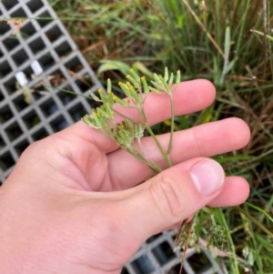 Senecio campylocarpus at Gibraltar Pines - 1 Jan 2024