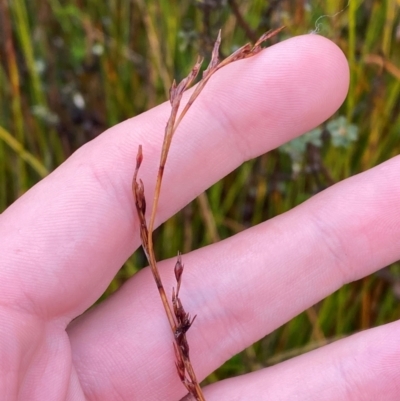 Lepidosperma urophorum (Tailed Rapier-sedge) at Tharwa, ACT - 31 Dec 2023 by Tapirlord