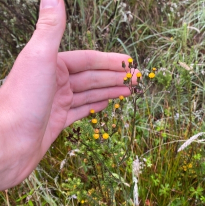Senecio interpositus (A Fireweed) at Gibraltar Pines - 1 Jan 2024 by Tapirlord