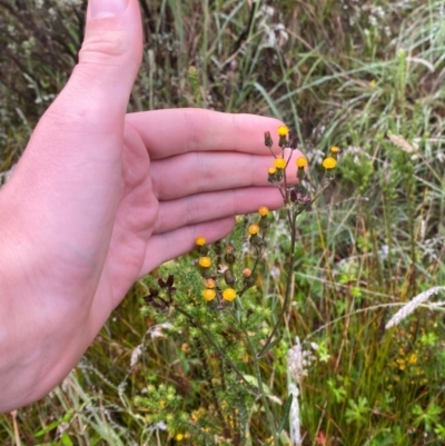 Senecio interpositus (A Fireweed) at Gibraltar Pines - 31 Dec 2023 by Tapirlord