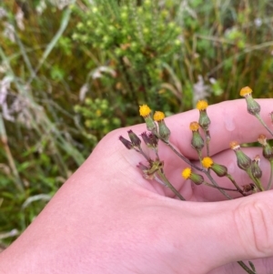 Senecio interpositus at Gibraltar Pines - 1 Jan 2024 09:31 AM