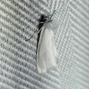 Tipanaea patulella at QPRC LGA - 11 Feb 2024 09:11 PM