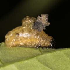 Unidentified Leaf beetle (Chrysomelidae) at Evatt, ACT - 9 Feb 2024 by kasiaaus