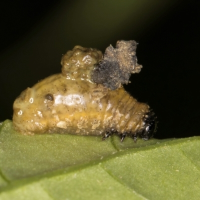 Unidentified Leaf beetle (Chrysomelidae) at Evatt, ACT - 9 Feb 2024 by kasiaaus