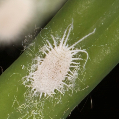 Pseudococcidae sp. (family) (A mealybug) at Melba, ACT - 9 Feb 2024 by kasiaaus