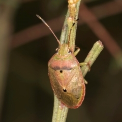 Amphaces sp. (genus) (Shield bug) at Taylor, ACT - 1 Feb 2024 by kasiaaus