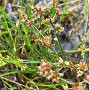 Juncus articulatus subsp. articulatus at Hall, ACT - 11 Feb 2024 08:50 AM