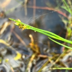 Juncus articulatus subsp. articulatus at Hall, ACT - 11 Feb 2024 08:50 AM