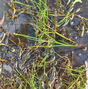 Juncus articulatus subsp. articulatus at Hall, ACT - 11 Feb 2024 08:50 AM