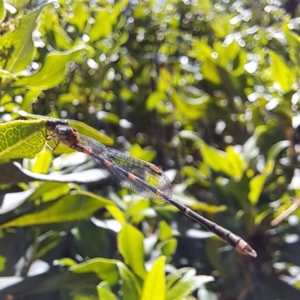 Austrolestes leda at Watson, ACT - 11 Feb 2024 12:13 PM