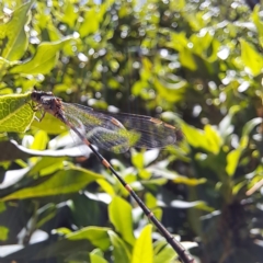 Austrolestes leda at Watson, ACT - 11 Feb 2024 12:13 PM