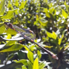 Austrolestes leda at Watson, ACT - 11 Feb 2024 12:13 PM