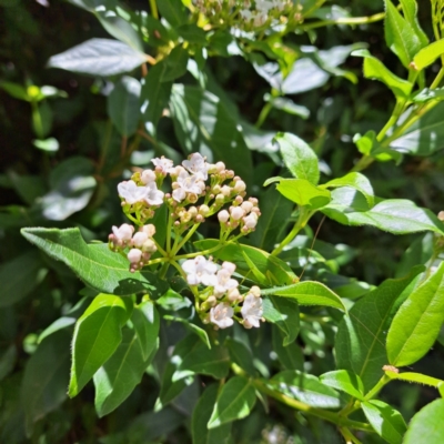 Viburnum tinus (Laurustinus) at Watson, ACT - 11 Feb 2024 by abread111