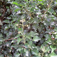 Hedera sp. (helix or hibernica) (Ivy) at Watson, ACT - 11 Feb 2024 by abread111