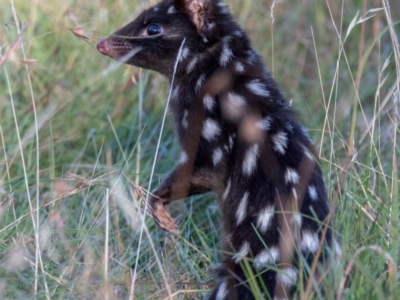 Dasyurus viverrinus (Eastern Quoll) at Mulligans Flat - 11 Feb 2024 by Cmperman