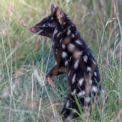 Dasyurus viverrinus (Eastern Quoll) at Forde, ACT - 11 Feb 2024 by Cmperman