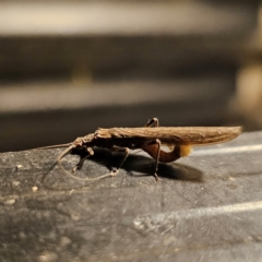 Plecoptera sp. (order) (Unidentified Stone fly) at Captains Flat, NSW - 11 Feb 2024 by Csteele4