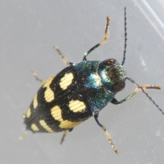 Astraeus (Astraeus) samouelli (A Jewel Beetle) at Tuggeranong Hill - 9 Feb 2024 by Harrisi