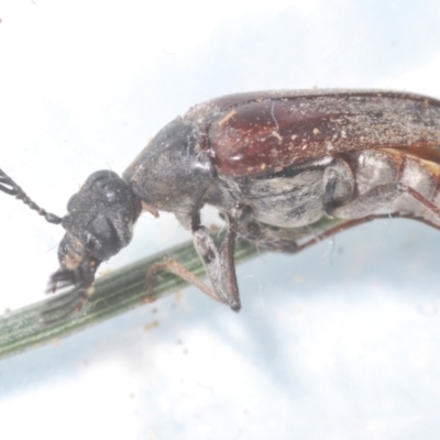 Ptilophorus sp. (genus) (Wedge-shaped beetle) at Theodore, ACT - 9 Feb 2024 by Harrisi
