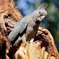 Callocephalon fimbriatum (identifiable birds) (Gang-gang Cockatoo (named birds)) at Hughes Grassy Woodland - 8 Feb 2024 by LisaH