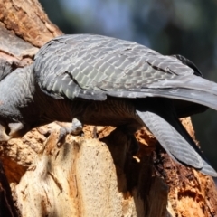 Callocephalon fimbriatum (identifiable birds) at GG188 - suppressed