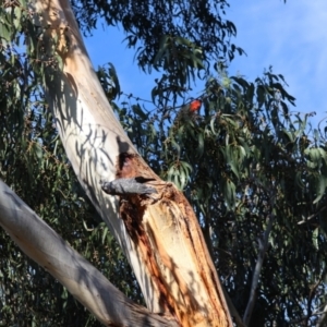 Callocephalon fimbriatum (identifiable birds) at GG188 - suppressed