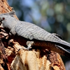 Callocephalon fimbriatum (identifiable birds) at GG188 - suppressed