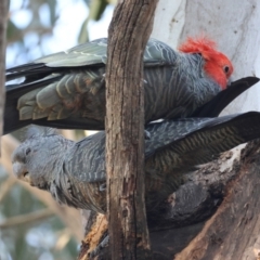 Callocephalon fimbriatum (identifiable birds) at GG188 - suppressed