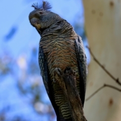 Callocephalon fimbriatum (identifiable birds) (Gang-gang Cockatoo (named birds)) at Red Hill to Yarralumla Creek - 11 Feb 2024 by LisaH