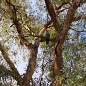 Callocephalon fimbriatum at Hughes, ACT - suppressed