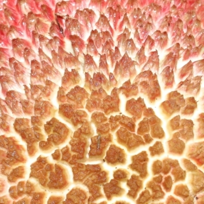 Unidentified Cap on a stem; pores below cap [boletes & stemmed polypores] at Capalaba, QLD - 10 Feb 2024 by TimL