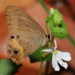 Hypocysta metirius (Brown Ringlet) at Capalaba, QLD - 10 Feb 2024 by TimL