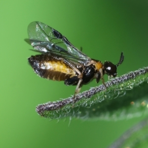 Argidae (family) at Hughes, ACT - 11 Feb 2024