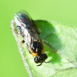 Argidae (family) at Hughes, ACT - 11 Feb 2024