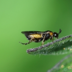 Argidae (family) at Hughes, ACT - 11 Feb 2024