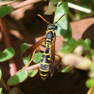 Polistes (Polistes) chinensis at Hughes, ACT - 11 Feb 2024