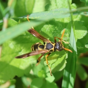 Polistes (Polistes) chinensis at Hughes, ACT - 11 Feb 2024